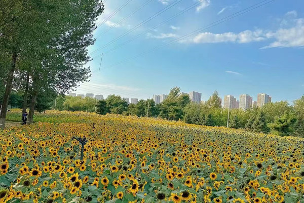 济南墓地绿色殡葬-树葬、壁葬与花坛葬的文化与生态探索